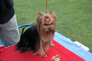 Hunde auf dem Possen