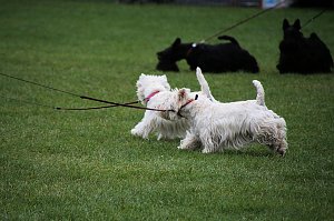 Hunde auf dem Possen