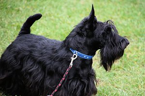 Hunde auf dem Possen