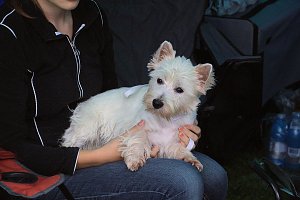 Hunde auf dem Possen