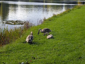 Der W&ouml;rlitzer Park