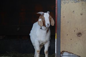 Circus Rolina gastiert in Nordhausen