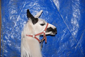 Circus Rolina gastiert in Nordhausen