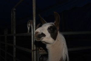 Circus Rolina gastiert in Nordhausen