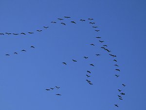 Die Flugschau ist er&ouml;ffnet