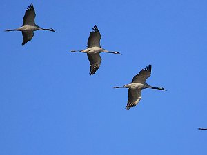 Die Flugschau ist er&ouml;ffnet