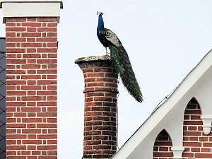 Fr&uuml;hlingserwachen in der Vogelwelt