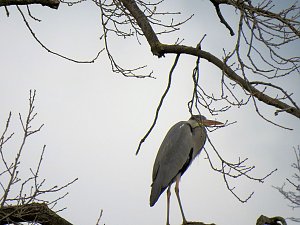 Fr&uuml;hlingserwachen in der Vogelwelt