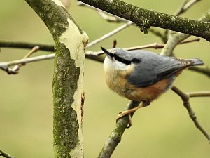 Fr&uuml;hlingserwachen in der Vogelwelt
