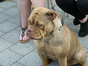 Fest der L&auml;mmerschw&auml;nze