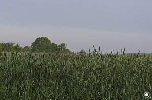 Wanderung im Morgengrauen
