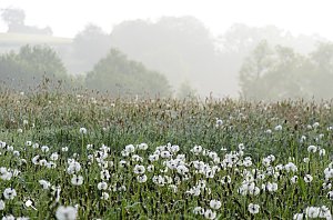 Wanderung im Morgengrauen