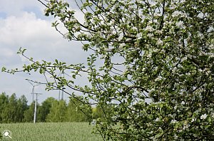 Wanderung im Morgengrauen