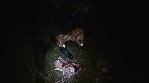 Grausame Jagd auf K&auml;ngurus