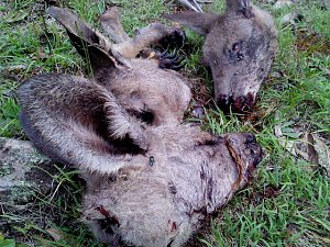 Grausame Jagd auf K&auml;ngurus