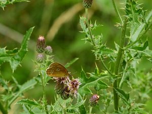 Peter Blei unterwegs - diesmal in der freien Natur und im Jugendwaldheim Rathsfeld