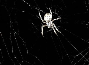 Spinnen im Mondschein am Goitzsche See