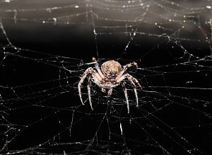 Spinnen im Mondschein am Goitzsche See