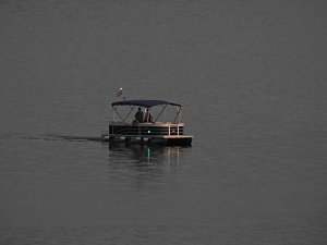 Spinnen im Mondschein am Goitzsche See