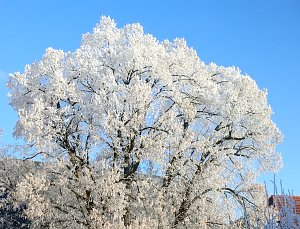 Ein Traum in Wei&szlig;