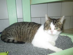 sucht neues Zuhause