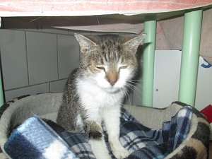 sucht neues Zuhause