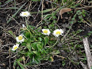 Spuren des Frühlings