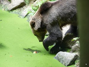 Spende f&uuml;r den B&auml;renpark