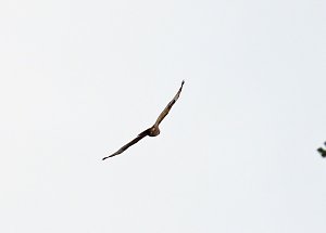 Rotmilane