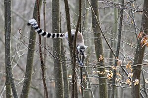 Besuch im Affenpark Strau&szlig;berg