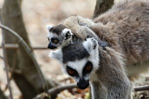 Besuch im Affenpark Strau&szlig;berg