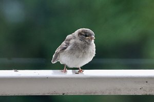 Junger Haussperling auf entdeckungstour