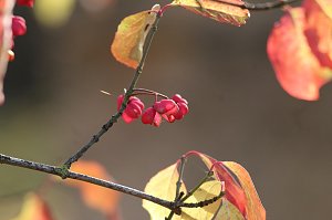 Herbstimpressionen