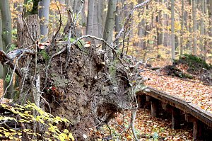 Herbstimpressionen