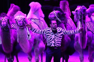 Zirkus in Heiligenstadt