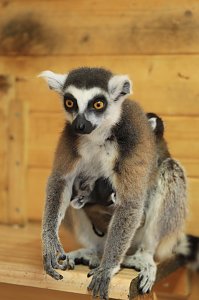 Kattaweibchen adoptiert fremdes Affenbaby