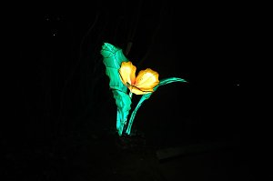 Peter Blei in den magischen Lichterwelten