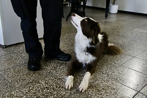 Besuch bei der Nordh&auml;user Hundestaffel
