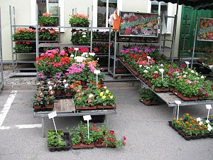 Blumen und mehr