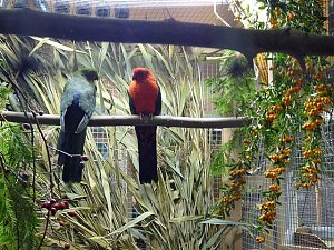 Vogelausstellung in Sondershausen
