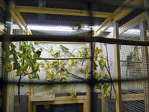 Vogelausstellung in Sondershausen