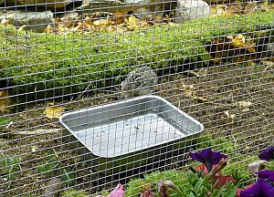Vogelausstellung in Sondershausen