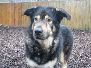 Bild: Hunde suchen Freunde