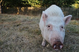 Bild: Greenpeace: Mehrheit will Kennzeichnungspflicht bei Fleisch