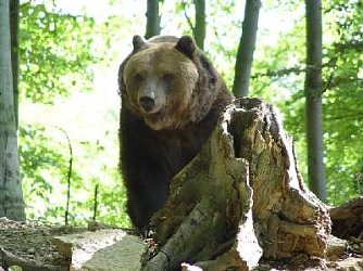 Mischa (Foto: B&auml;renpark Worbis)