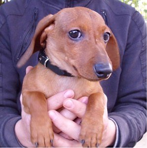 Lilly (Foto: C. Knust)