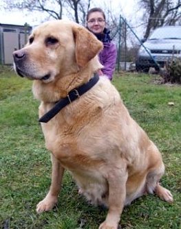 Besitzer gesucht (Foto: Tierheim Nordhausen)