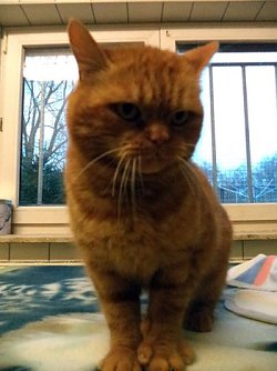 Nemo (Foto: C. Knust)