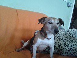 Hund Biene (Foto: Tierheim)