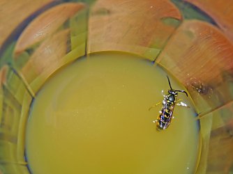 Penetrante Tischg&auml;ste - wie man am besten mit Wespen umgeht wei&szlig; man beim NABU Th&uuml;ringen (Foto: NABU Th&uuml;ringen)